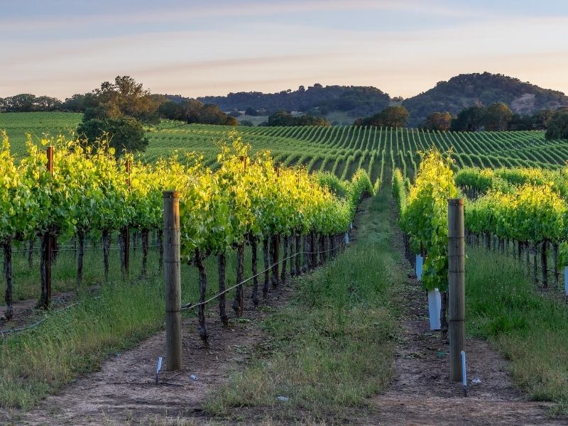 Brilliant green vineyards in Healdsburg