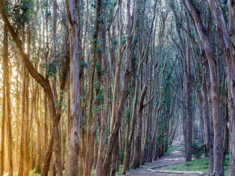 lovers lane in the presidio