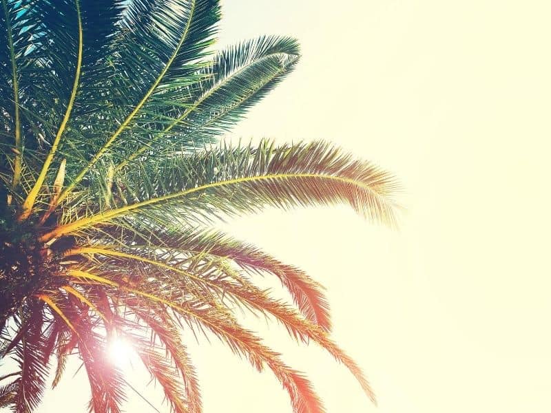 50 Chilled-Out Palm Tree Quotes & Captions for Instagram - California  Crossroads