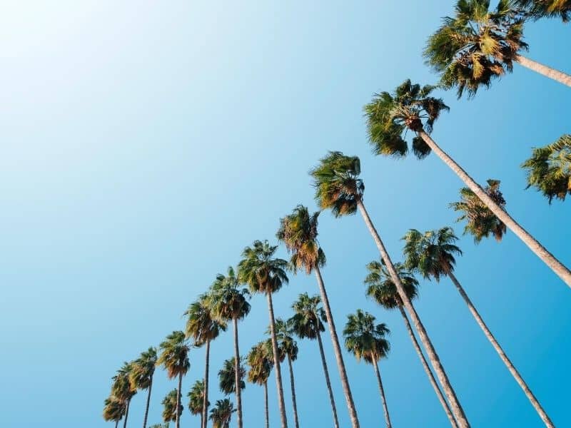 50 Chilled-Out Palm Tree Quotes & Captions for Instagram - California  Crossroads