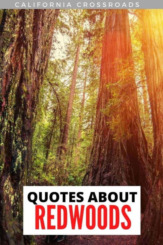 Visiting the Redwoods in California? Whether you’re visiting Redwood National Park, Yosemite, Sequoia, Kings Canyon, or any of the other redwood forests in California, here are some beautiful redwood quotes to inspire you! Redwood tree tattoo inspiration | Redwood forest wedding inspiration | Redwoods California | Redwoods national park photography | Redwoods elopement quotes | Redwoods wedding quotes