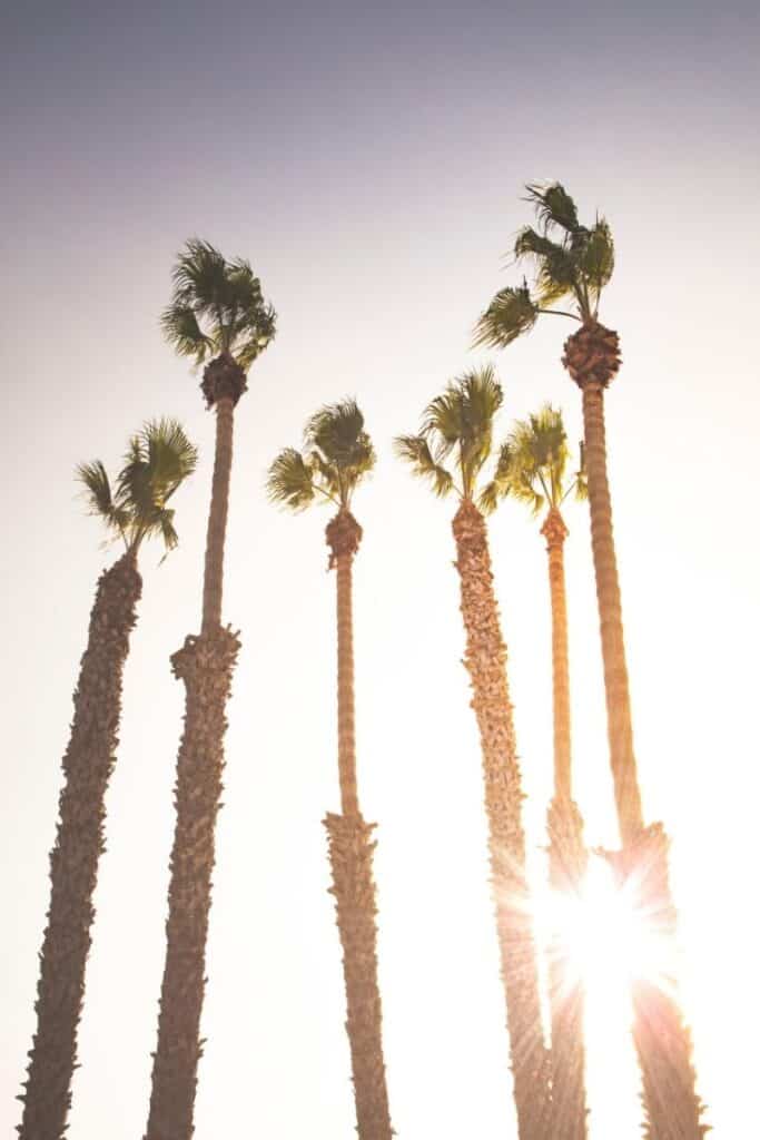 Sunburst of setting sun behind tall palm trees on a California boulevard