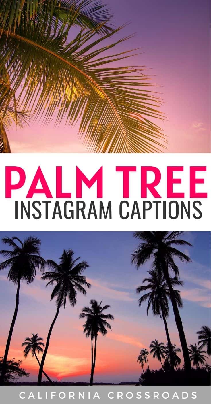 50 Chilled-Out Palm Tree Quotes & Captions for Instagram - California ...