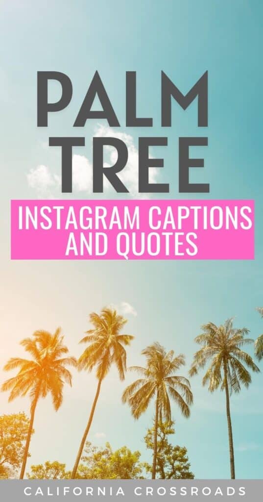 50 Chilled-Out Palm Tree Quotes & Captions for Instagram - California  Crossroads