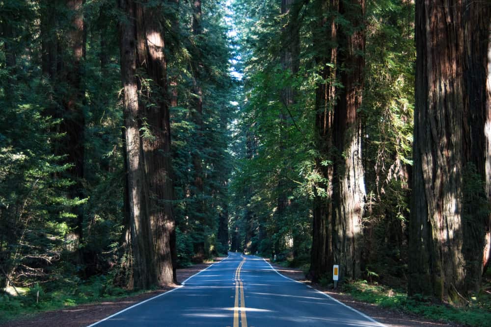 55 Perfect Redwoods Quotes & Captions - California Crossroads