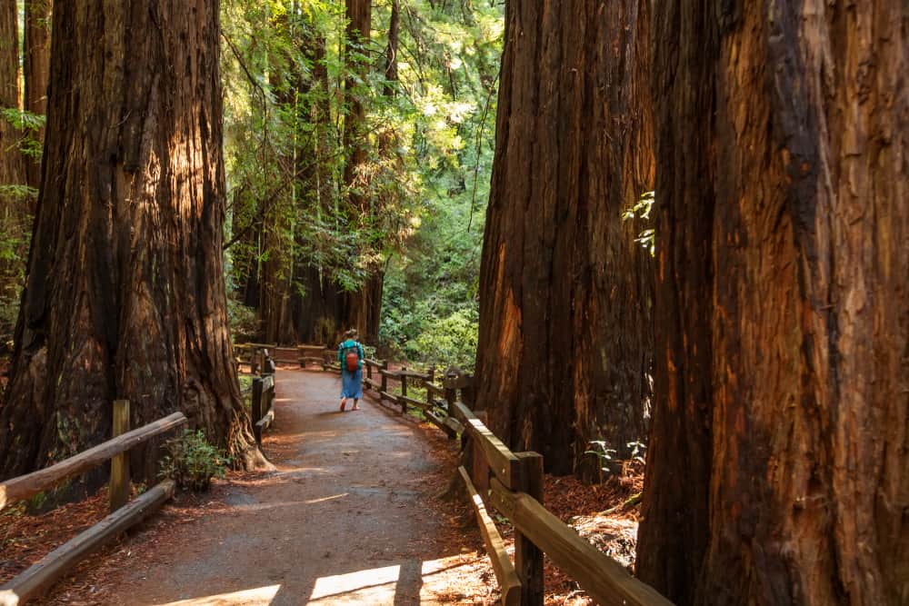 11 Best Redwoods Near San Francisco - California Crossroads