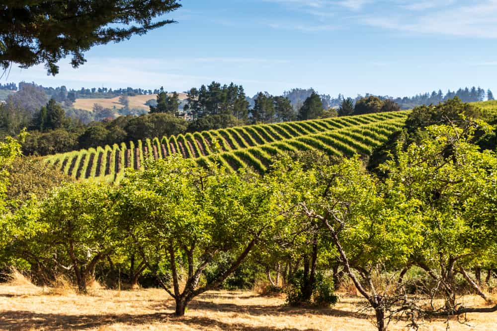 Green grapevines and trees in Sebastopol