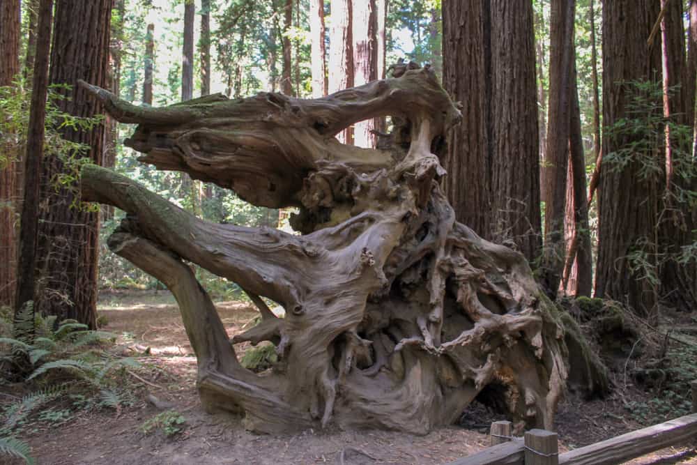 Tangled roots of old redwood tree in Armstrong Woods forest