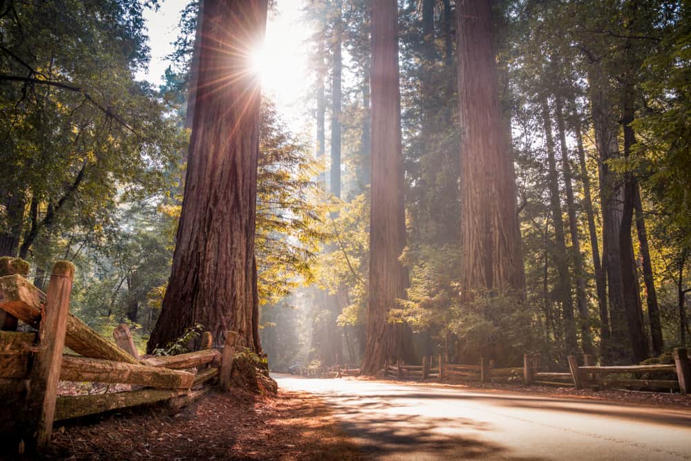 55 Perfect Redwoods Quotes & Captions - California Crossroads