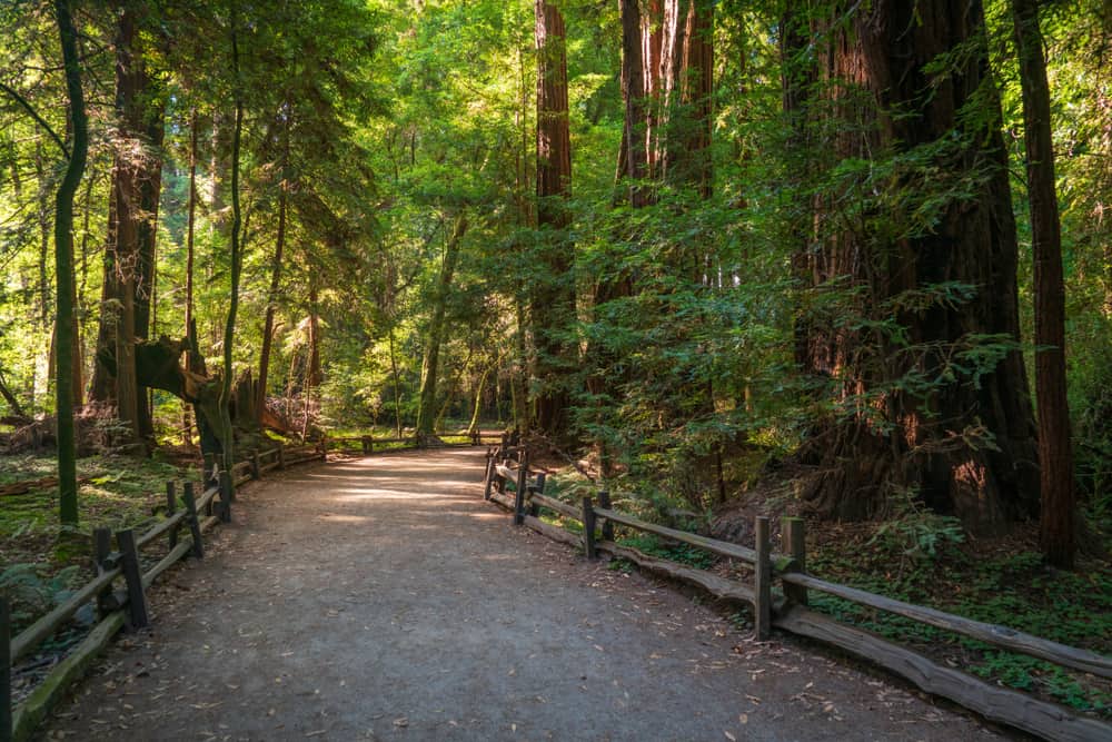 13 Amazing Santa Cruz Hikes to Tackle California Crossroads