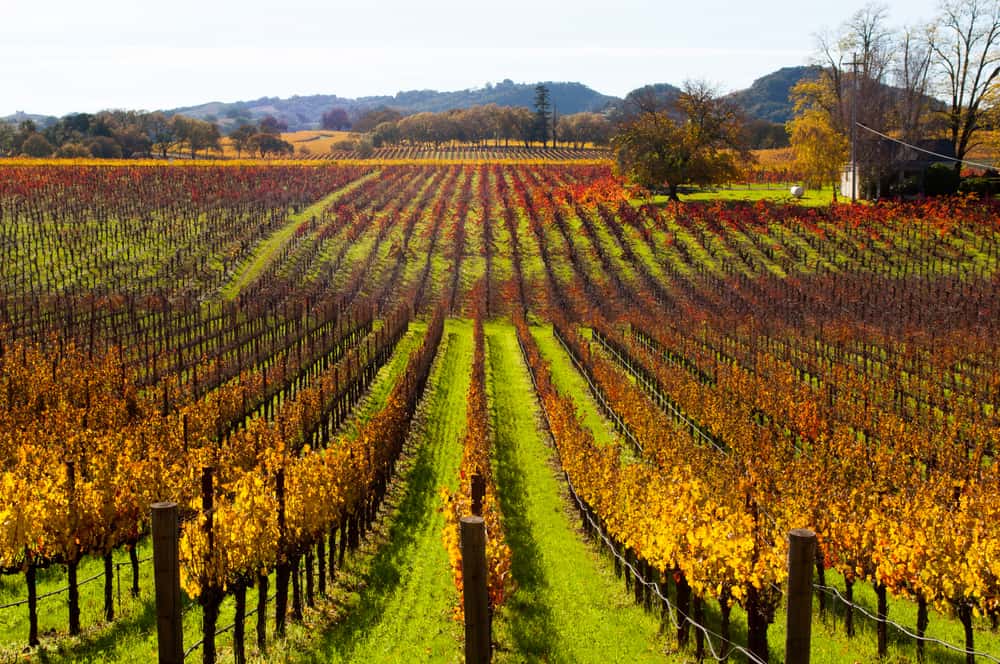 Green grass and brilliant orange foliage on vineyard leaves