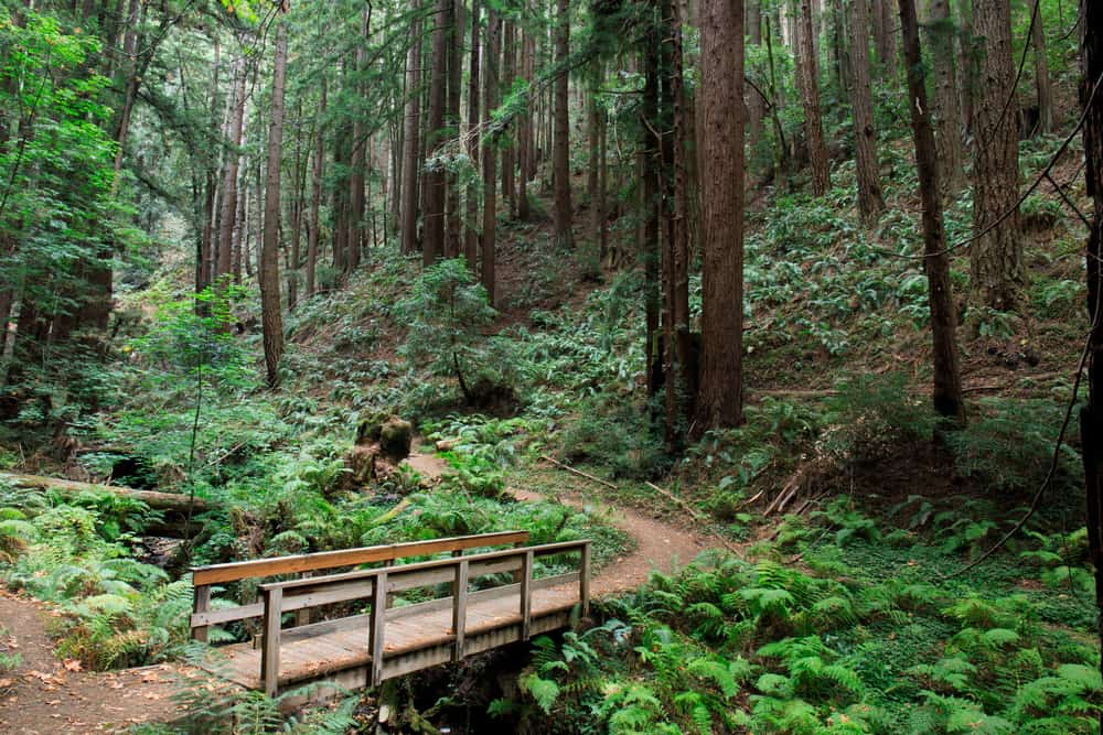 bridge leading to a redwood forest in the northern california landscapes