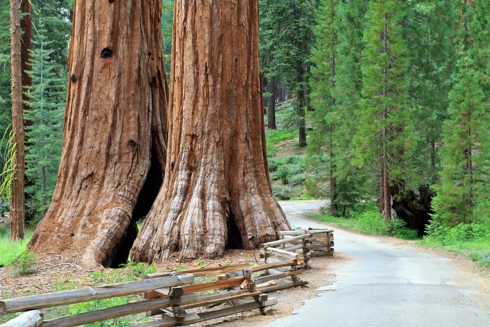 55 Perfect Redwoods Quotes & Captions - California Crossroads