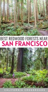 11 Best Redwoods Near San Francisco - California Crossroads