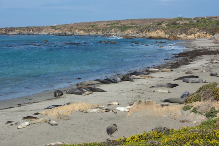 13 Things to Do in Point Reyes: Complete Travel Guide + Tips ...