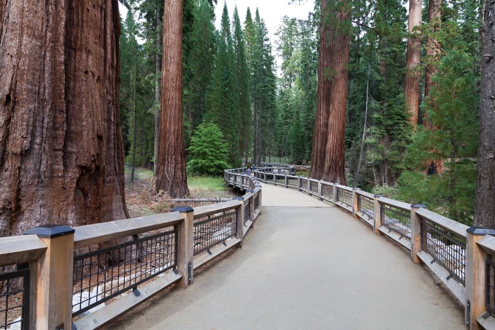 a paved path in the mariposa grove of giant sequoias in Yosemite National Park