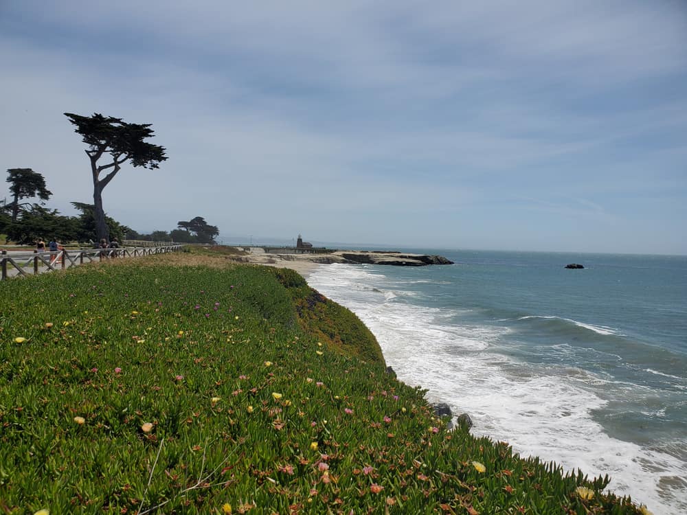 Plants on the cliff edge on West Cliff Drive in Santa Cruz next to the pacific ocean at midday