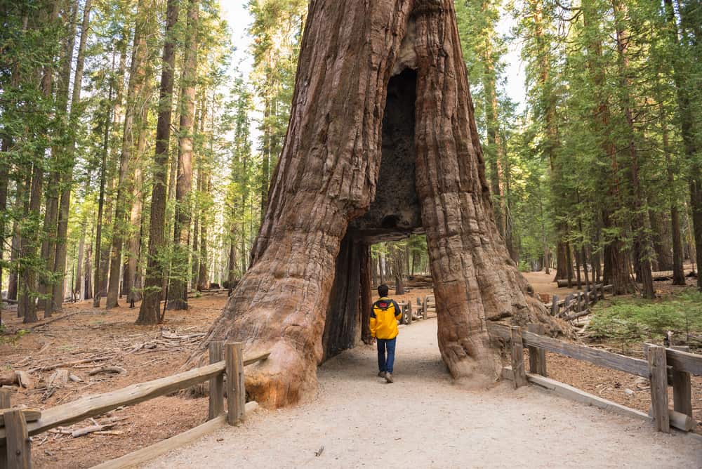 boy walking through a redwood tree tunnel on the paved path in mariposa grove