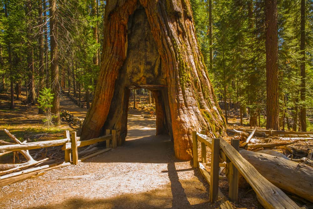 a tree tunnel in mariposa grove in Yosemite National Park