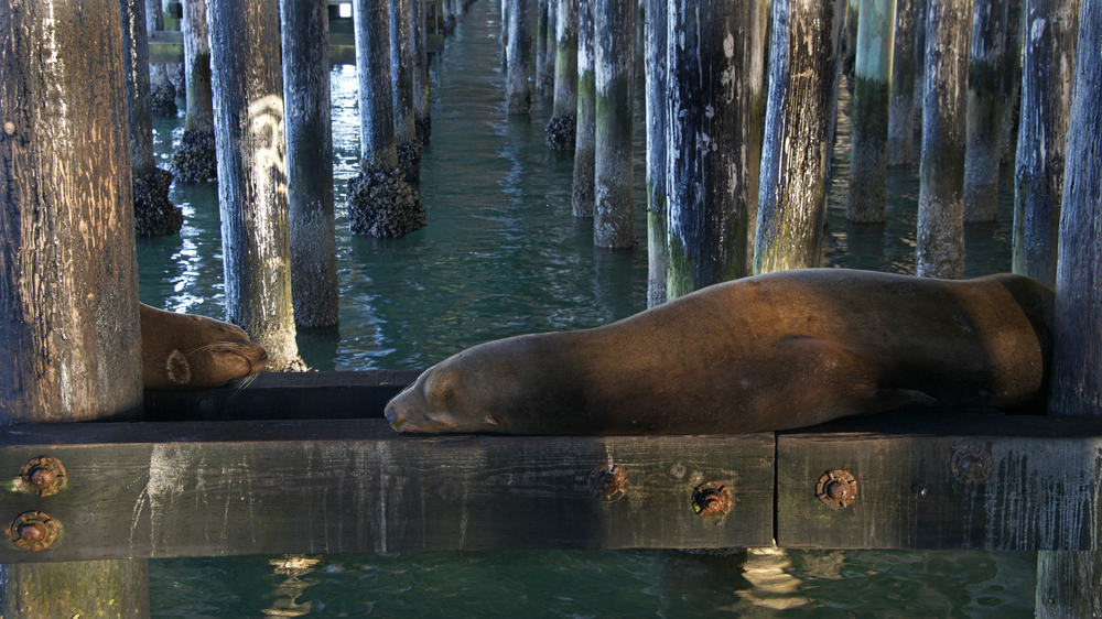 sea lions on the piers in santa cruz