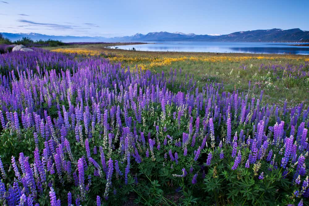 A whole field of lupine flowers not far from the beach at Lake Tahoe, spring flowers in California come late in Tahoe.