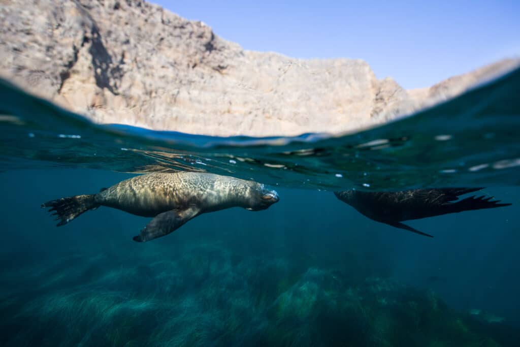 Sea lions playing underneath the turquoise blue water at Channel Islands National Park