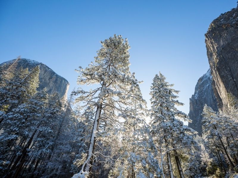 Low angle photo looking up to snow covered trees and granite landscapes with snow covering everything and blue sky.