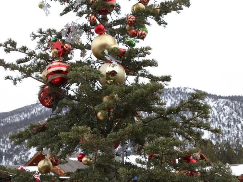 A Christmas tree at a ski resort in California's Lake Tahoe area.