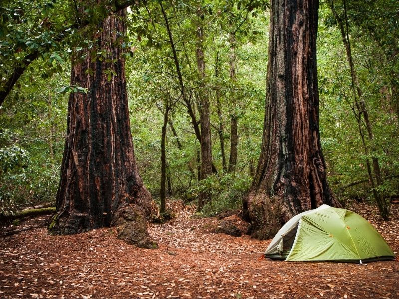 Green tent in foreground on reddish-brown leaves on forest floor with redwoods surrounding it.