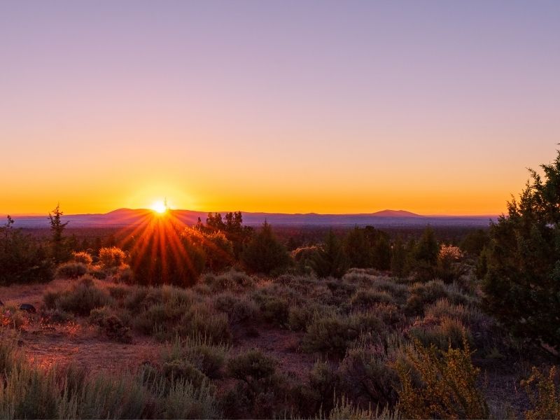 Sunset view of purple and orange sky with sunburst as sun sinks into horizon. Small shrubs and trees in foreground.