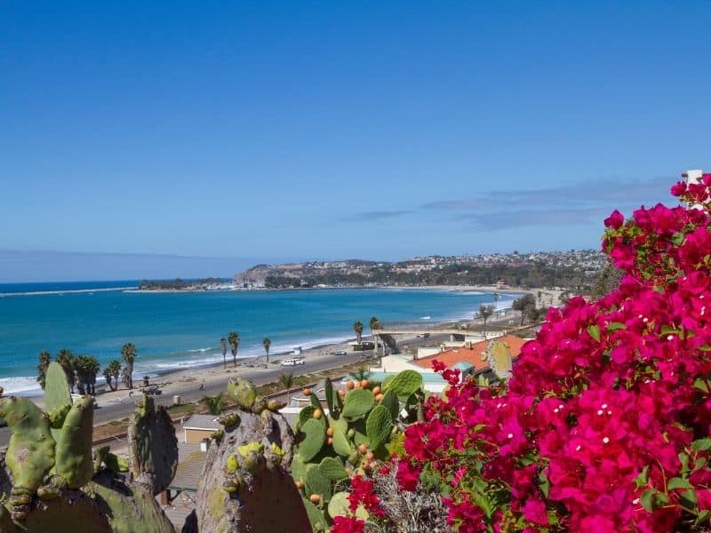 Pink flowers and cactus in foreground with scene of turquoise beach and buildings around beach in the background.