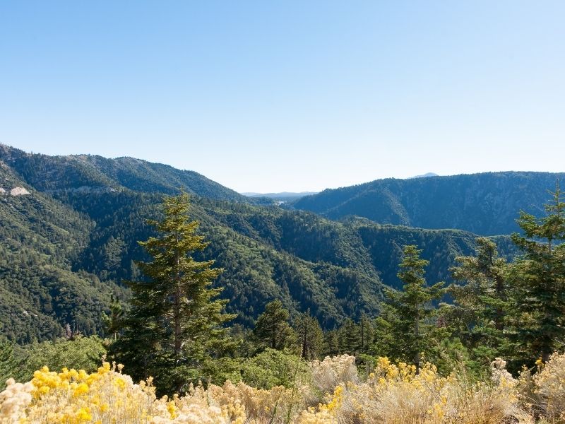 Yellow flowers in foreground with pine trees with ridged green mountains in background and clear blue sky.