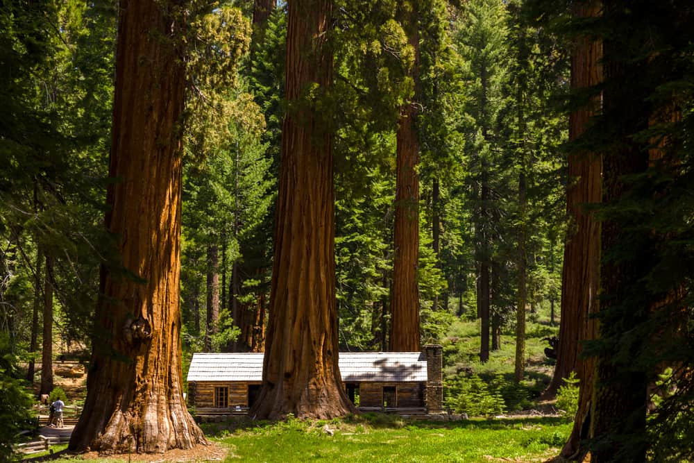 Very tall sequoias towering over a small house in the forest in Mariposa Grove, a Yosemite weekend must.