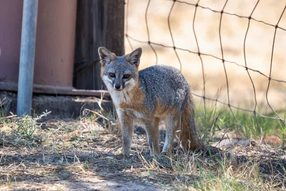 A small endangered Catalina Island fox in a conservation area.