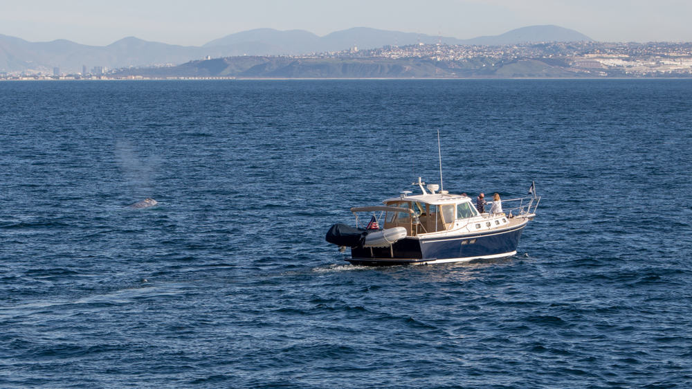 Boat with people on it off the coast of San Diego looking for whales