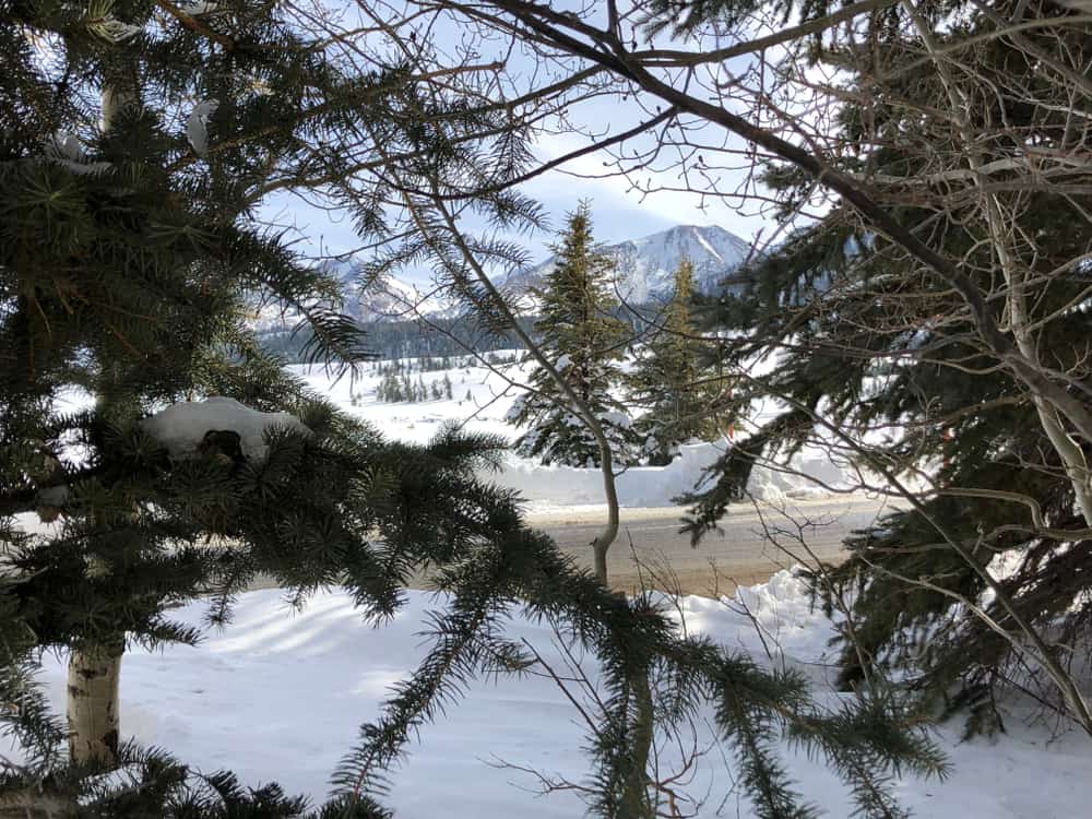  View at golf course in winter peeking out from behind pine trees over to mountain landscape and snow.