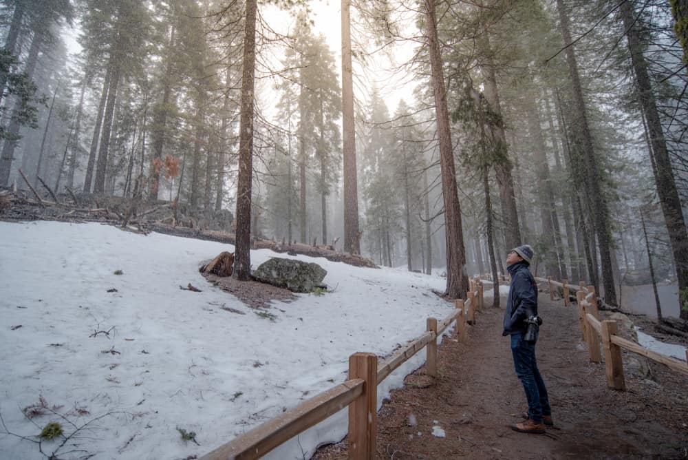 Asian male tourist with hat and camera on a path in a snow covered landscape with giant redwood trees surrounding him.