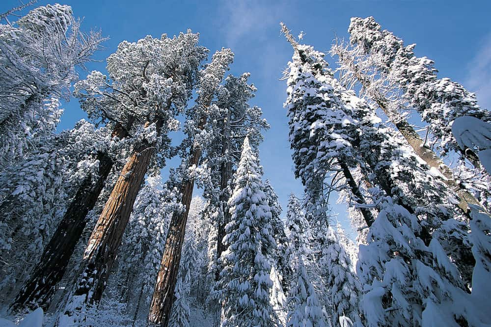 17 Useful Things to Know Before Visiting Sequoia National Park in