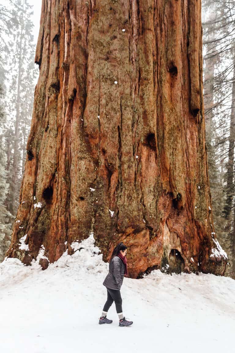 17 Useful Things to Know Before Visiting Sequoia National Park in ...