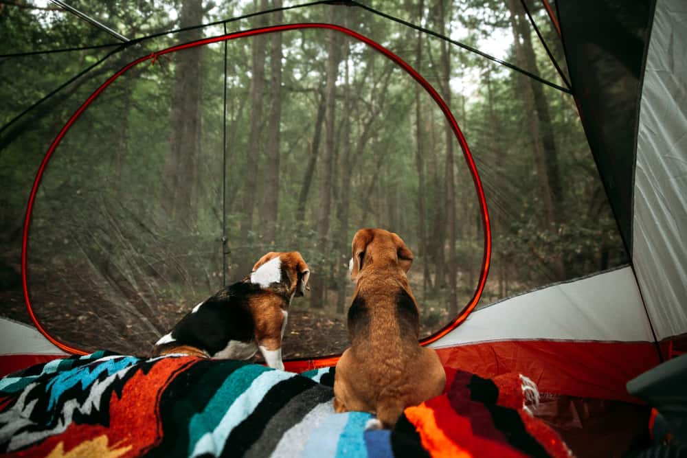 Two medium-size brown and black dogs in a tent with clear walls looking out into forest, with colorful blankets in foreground.