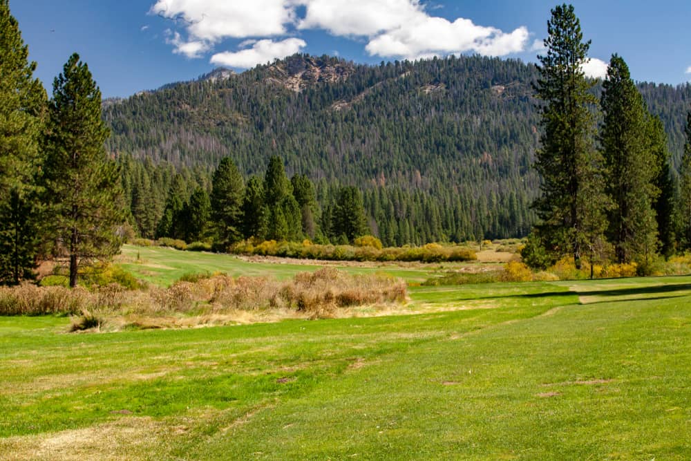 Grassy meadow with a few scattered large pine trees and then a hill in background with lots of trees covering it.