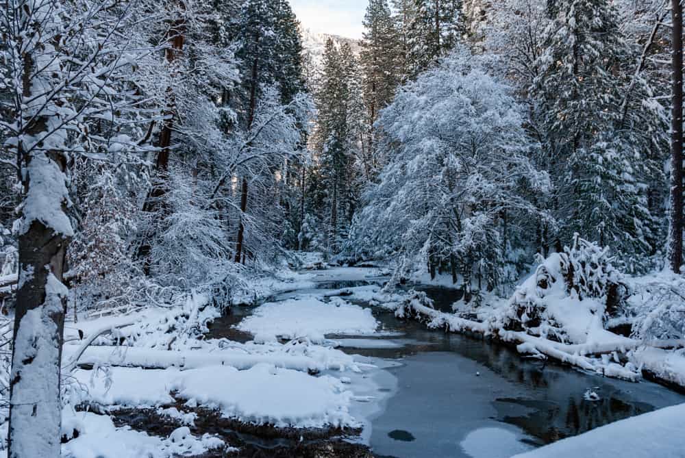 View of still creek with some ice and snowfall with lots of pine trees and other evergreens covered in snow on a Yosemite winter hike.