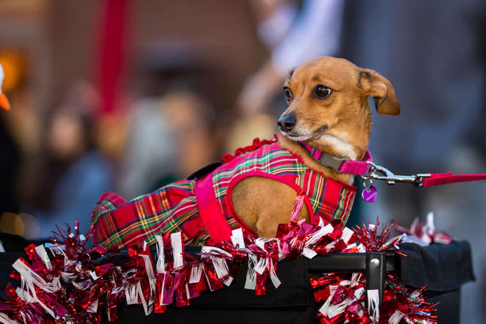 A small dog dressed up in holiday tartan at a dog parade for Christmas in San Diego