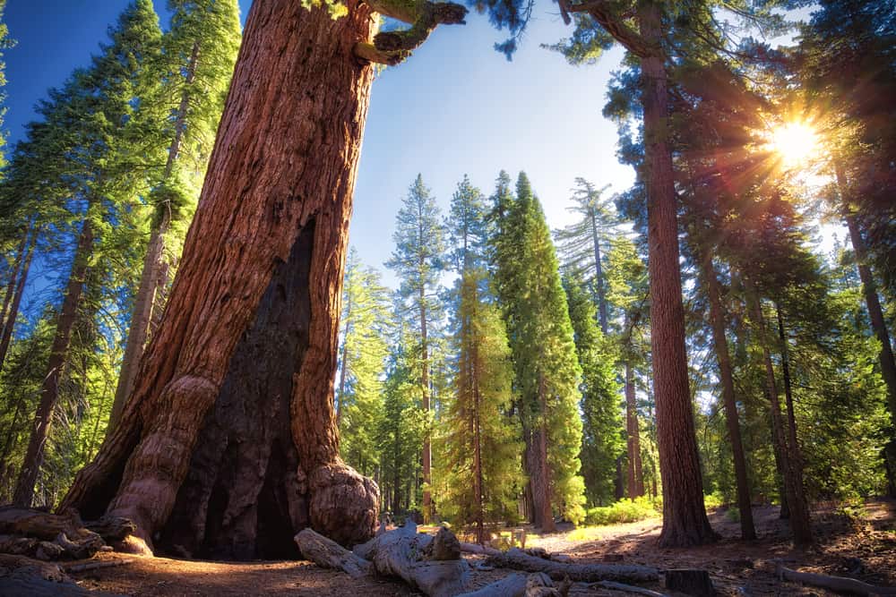 Giant hollowed-out sequoia trunk with more sequoia trees and sunburst through the trees.