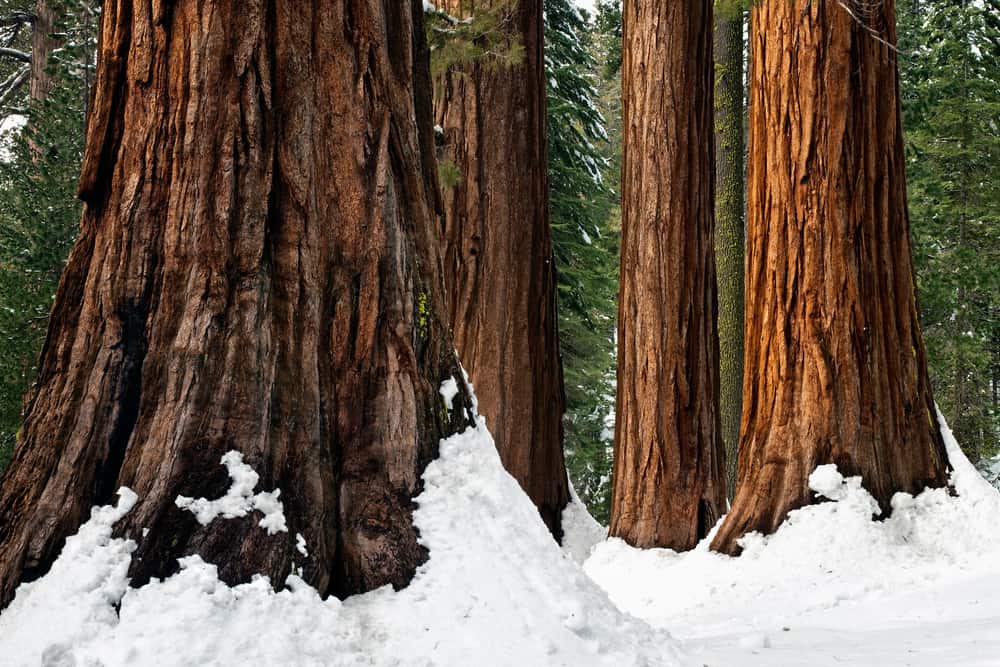 Close up photo of detail of redwood bark of trees with heavy snow at the base of trees.