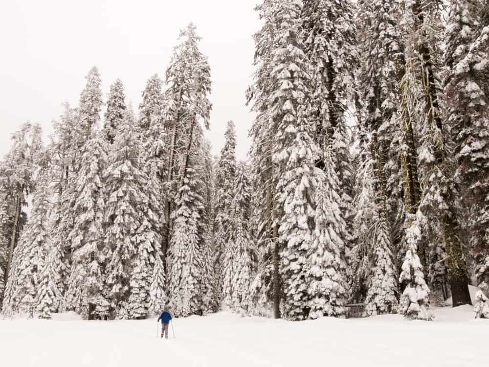 Giant towering trees covered in snow with tiny person at base of tree for perspective with white, cloudy sky.