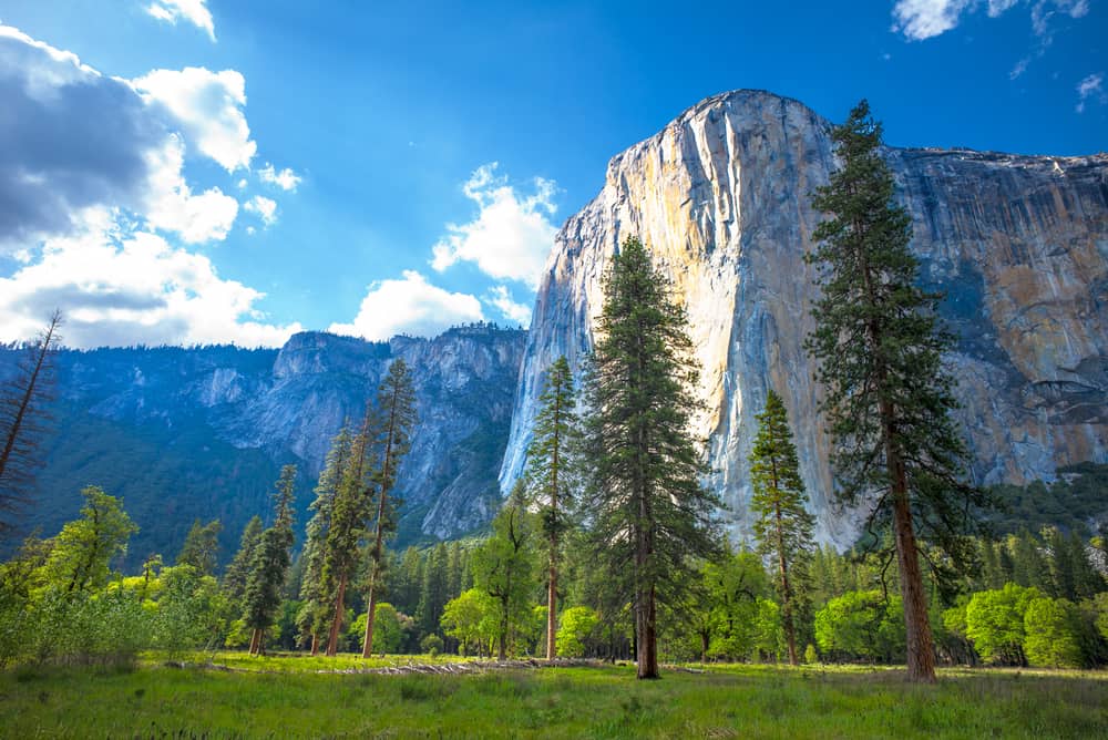 Very tall granite sheer cliff face which towers over pine trees and green grass.