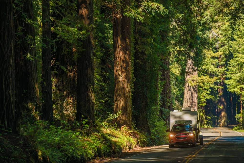 Red car carrying a small tan camping trailer on a two-lane highway with giant redwood trees on each side of the highway.