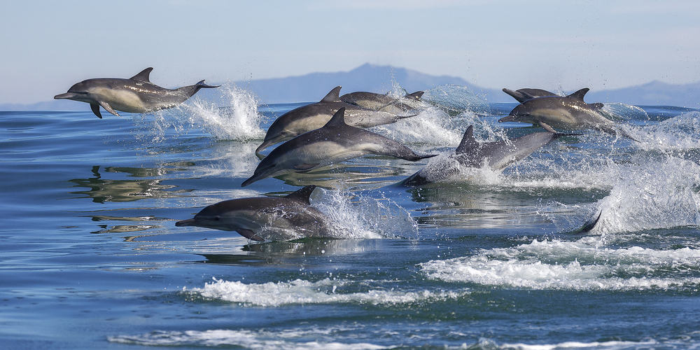 A pod of dolphins jumping out of the water