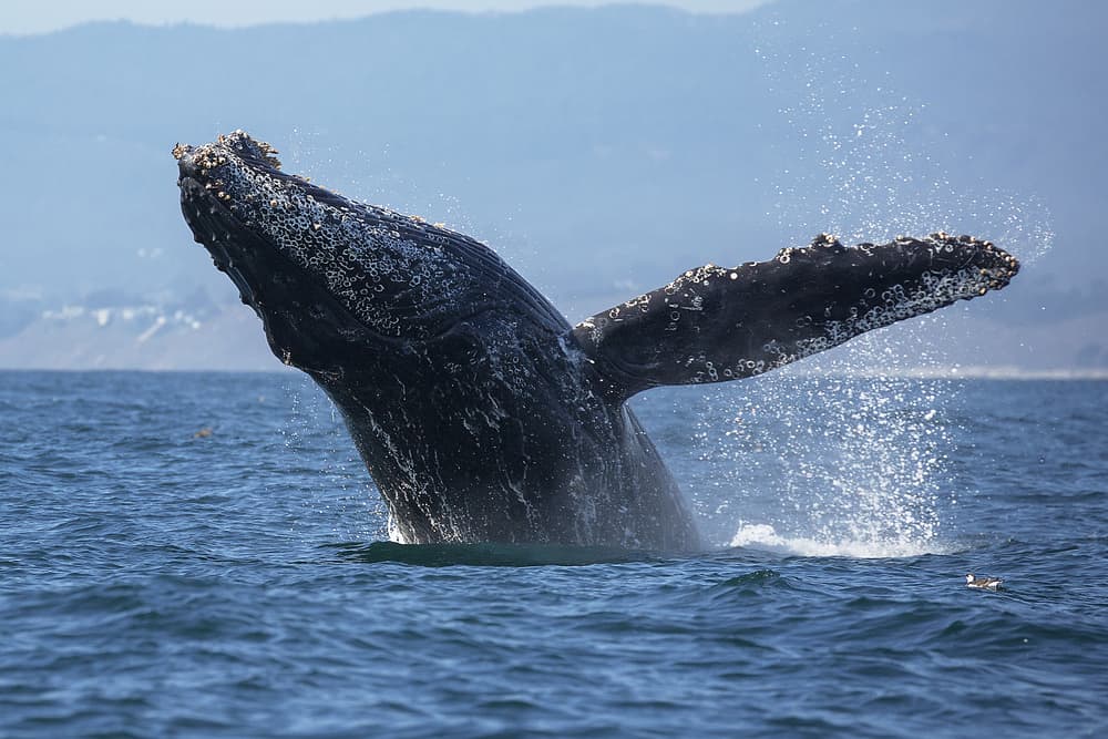 Close up of a whale jumping with barnacles on its fins